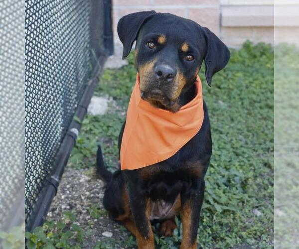 Medium Photo #1 Rottweiler-Unknown Mix Puppy For Sale in San Antonio, TX, USA