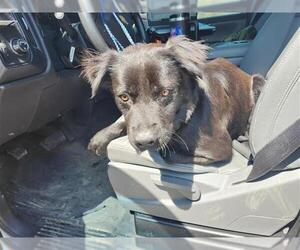 Mutt Dogs for adoption in Houston, TX, USA