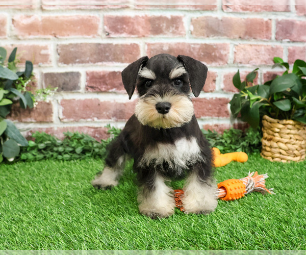 Medium Photo #1 Schnauzer (Miniature) Puppy For Sale in SYRACUSE, IN, USA