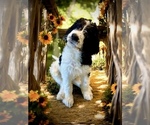Small #8 Bernedoodle-Poodle (Standard) Mix