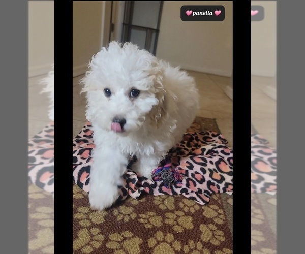 Medium Photo #3 Poodle (Miniature) Puppy For Sale in TUCSON, AZ, USA