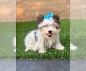 Biewer Terrier Puppy for sale in MINEOLA, NY, USA