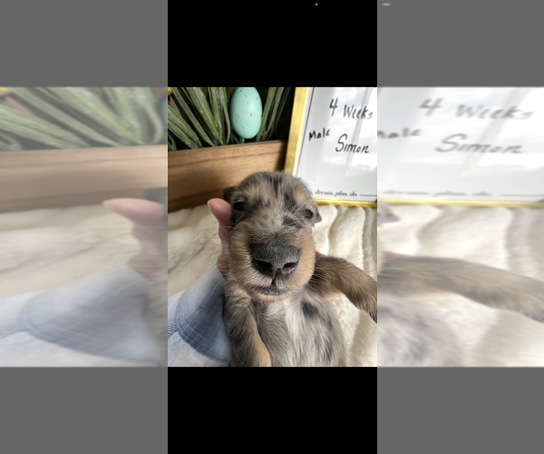 Medium Photo #5 Dachshund Puppy For Sale in NILES, MI, USA