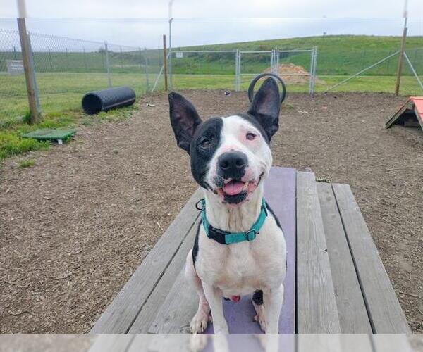 Medium Photo #2 American Pit Bull Terrier-Unknown Mix Puppy For Sale in McKinleyville, CA, USA