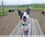 Small #1 American Pit Bull Terrier Mix