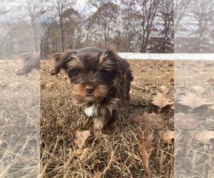 Yorkshire Terrier Puppy for sale in MIDTOWN, TN, USA