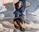 Puppy Orange collar Doberman Pinscher