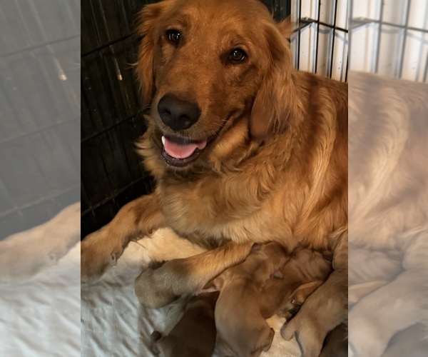 Medium Photo #11 Golden Retriever Puppy For Sale in COSHOCTON, OH, USA