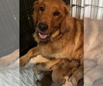 Small #10 Golden Retriever