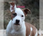 Small Photo #9 American Bulldog-Staffordshire Bull Terrier Mix Puppy For Sale in Mooresville, NC, USA