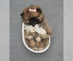 Small Photo #12 Pomeranian Puppy For Sale in PEMBROKE PINES, FL, USA
