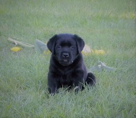 Labrador Retriever Puppy for sale in JACKSON, MI, USA
