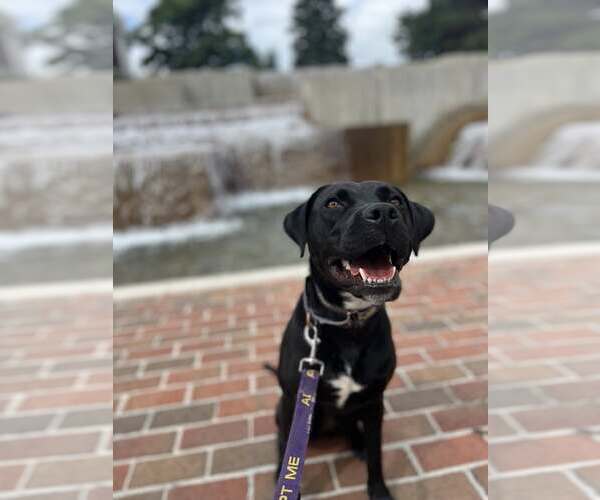 Medium Photo #1 Labrador Retriever-Unknown Mix Puppy For Sale in Sheboygan, WI, USA