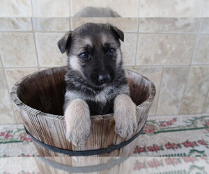German Shepherd Dog Puppy for sale in ANN ARBOR, MI, USA
