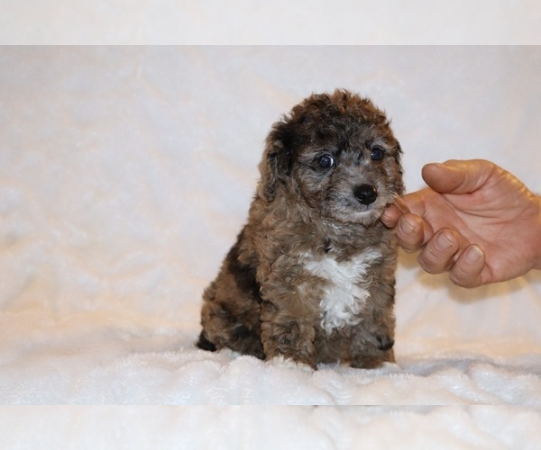 Medium Photo #9 Poodle (Toy) Puppy For Sale in DYERSBURG, TN, USA