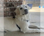 Small #6 Great Pyrenees