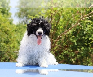 Poodle (Toy) Puppy for Sale in DYERSBURG, Tennessee USA
