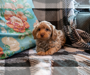Cockapoo Puppy for sale in MORAVIA, NY, USA