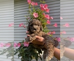 Puppy 4 Goldendoodle-Sheepadoodle Mix