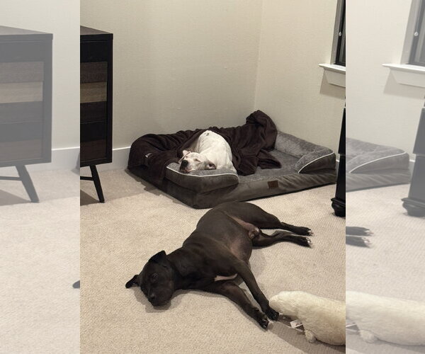 Medium Photo #3 Boxer-Pointer Mix Puppy For Sale in Houston, TX, USA