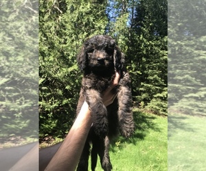 Goldendoodle (Miniature) Puppy for Sale in MILLERSBURG, Michigan USA