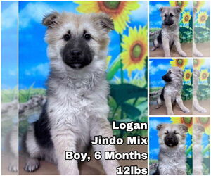 Mutt Dogs for adoption in Seattle, WA, USA