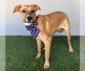 Marla - Female Boxador Dog for Adoption - Photo #3
