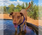 Small Photo #6 Labbe Puppy For Sale in Kanab, UT, USA