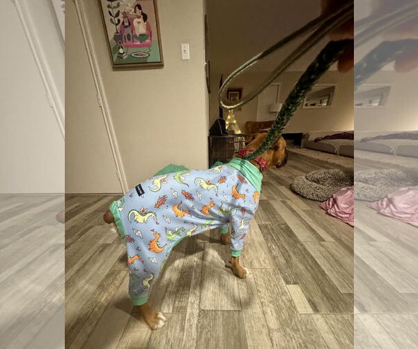 Medium Photo #5 Boxer Puppy For Sale in  Katy, TX, USA