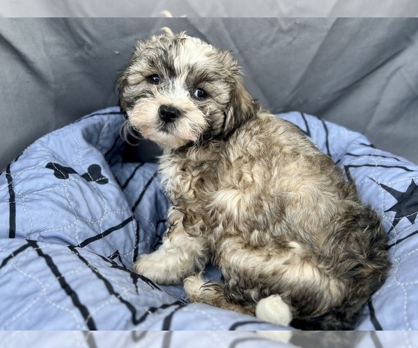 Medium Photo #20 Zuchon Puppy For Sale in RENO, NV, USA