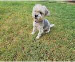 Small #4 Maltese Mix