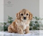 Small Photo #3 Cavachon Puppy For Sale in GORDONVILLE, PA, USA