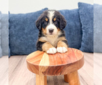 Small #1 Bernese Mountain Dog