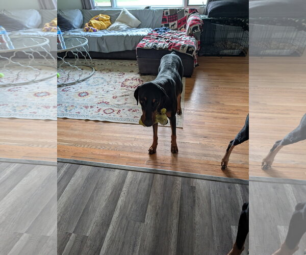 Medium Photo #4 Doberman Pinscher Puppy For Sale in Minneaoplis, MN, USA