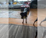 Small #3 Doberman Pinscher
