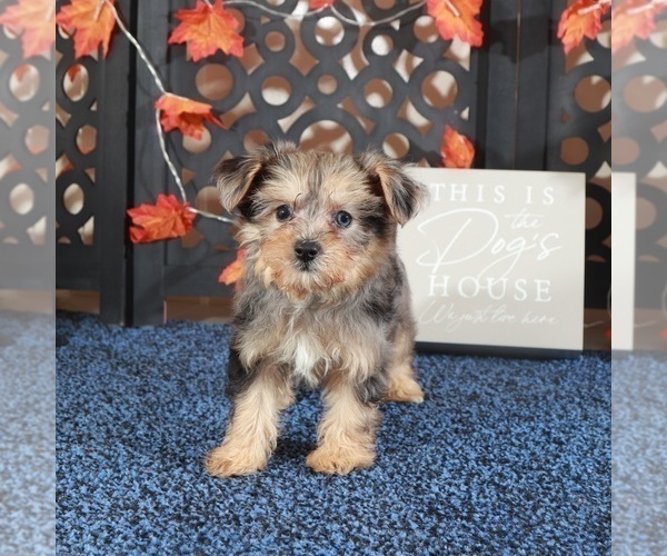 Medium Photo #1 Poodle (Toy)-Yorkshire Terrier Mix Puppy For Sale in MOUNT VERNON, OH, USA