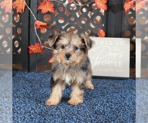 Poodle (Toy)-Yorkshire Terrier Mix Puppy for sale in MOUNT VERNON, OH, USA