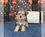 Small Poodle (Toy)-Yorkshire Terrier Mix