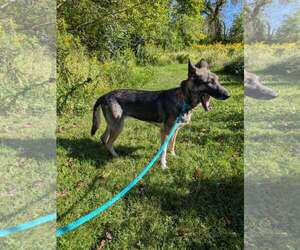 Rainy - Female German Shorthaired Pointer Dog for Adoption - Photo #4