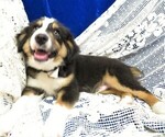 Small Photo #3 Australian Shepherd Puppy For Sale in HARTVILLE, MO, USA