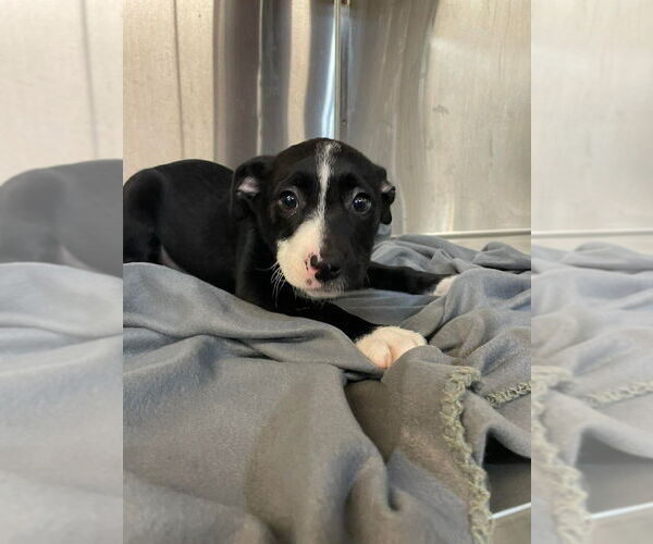 Medium Photo #3 Labrador Retriever Puppy For Sale in Foristell, MO, USA