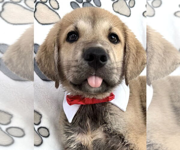 Medium Photo #2 Mutt Puppy For Sale in Goodyear, AZ, USA