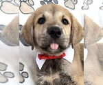 Small #1 Mutt