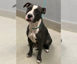 Mutt Dogs for adoption in Las Vegas, NV, USA