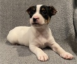 Small #13 Jack Russell Terrier