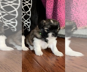 Shih Tzu Puppy for sale in JANE LEW, WV, USA