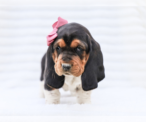 Medium Photo #3 Basset Hound Puppy For Sale in LIBERTY, KY, USA