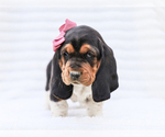 Small #2 Basset Hound