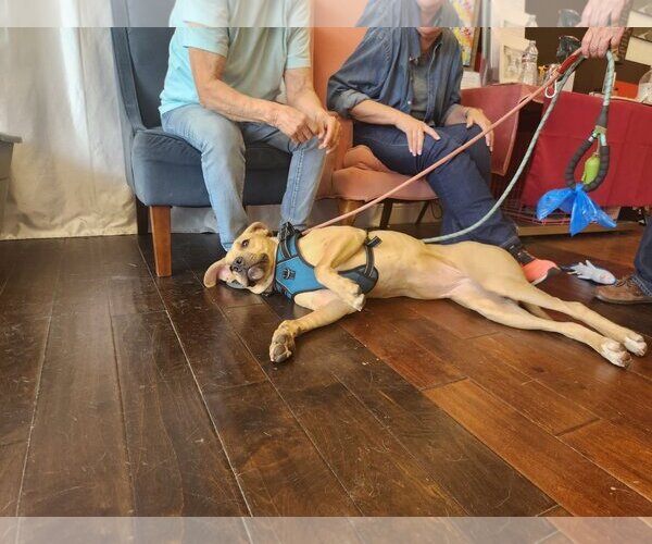 Medium Photo #9 Labrador Retriever-Unknown Mix Puppy For Sale in Dallas, TX, USA
