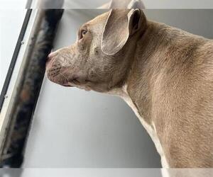 American Pit Bull Terrier Dogs for adoption in Houston, TX, USA